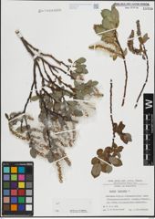 Foto von Salix hastata L.